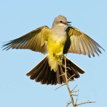 Western Kingbird