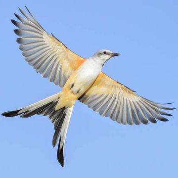 Scissor-tailed Flycatcher