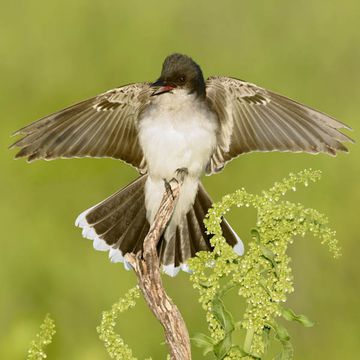 Eastern Kingbird