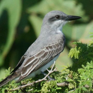 Grey Kingbird