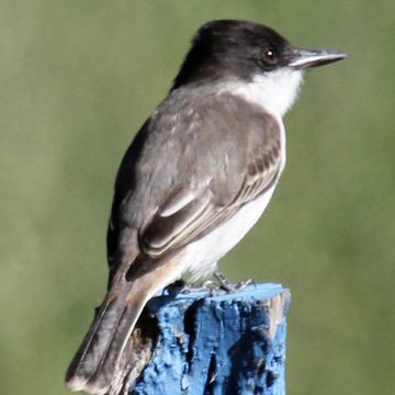 Loggerhead Kingbird