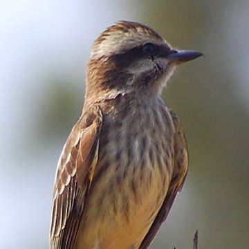 Variegated Flycatcher