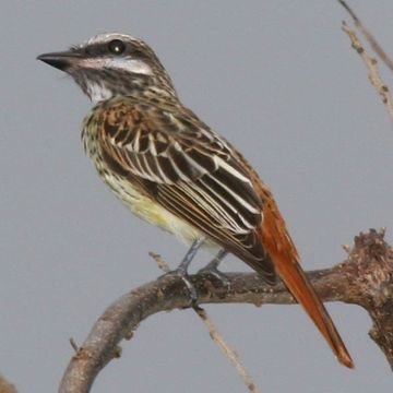 Sulphur-bellied Flycatcher