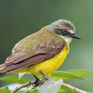 Social Flycatcher