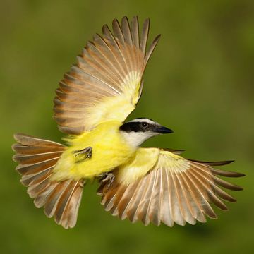 Great Kiskadee