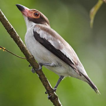 Tityra semifasciata