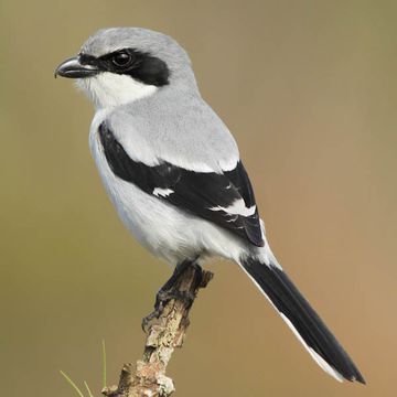 Loggerhead Shrike