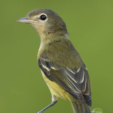 Braunaugenvireo