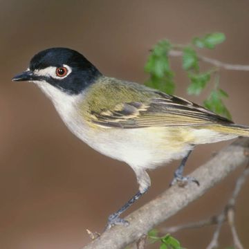 Vireo atricapilla