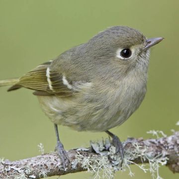 Hutton's Vireo