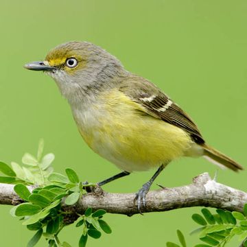 White-eyed Vireo