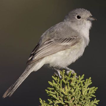 Grey Vireo