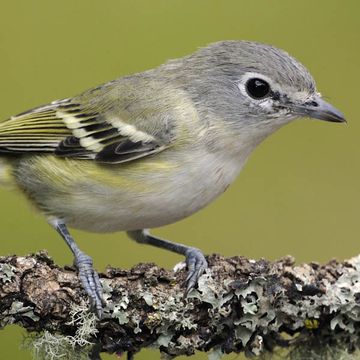 Vireo cassinii