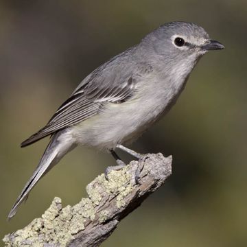 Dunkelgrauvireo