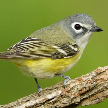 Vireo solitarius