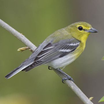 Vireo flavifrons