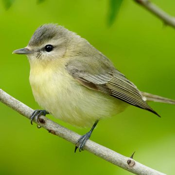 Vireo philadelphicus