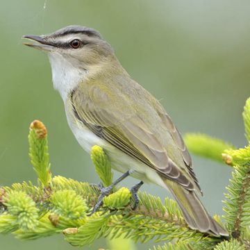 Rotaugenvireo