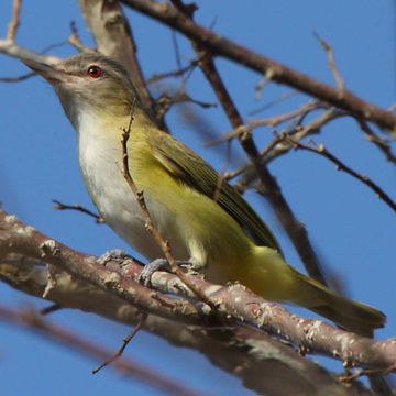 Zitronenflankenvireo