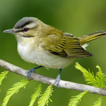 Black-whiskered Vireo