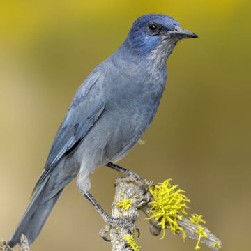 Pinyon Jay