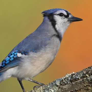 Blue Jay