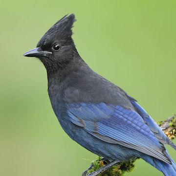 Cyanocitta stelleri