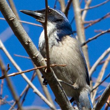 Island Scrub-jay