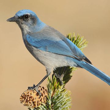 Westlicher Buschhäher