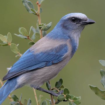 Aphelocoma coerulescens