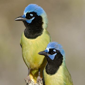 Green Jay