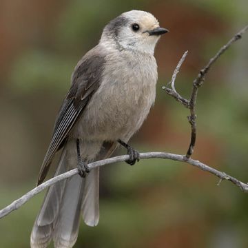 Perisoreus canadensis