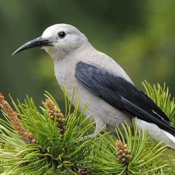 Clark's Nutcracker