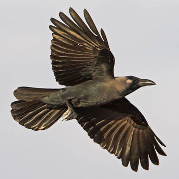 Corvus splendens