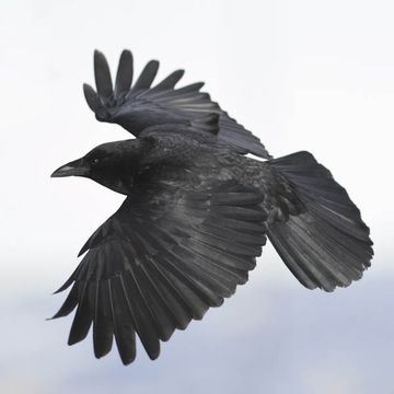 Corvus caurinus