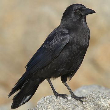 Corvus brachyrhynchos