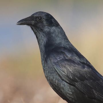 Corvus ossifragus