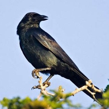 Tamaulipas Crow