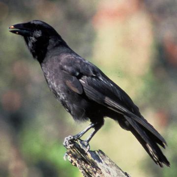 Hawaiian Crow