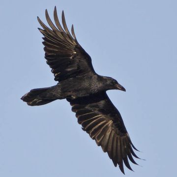 Corvus cryptoleucus