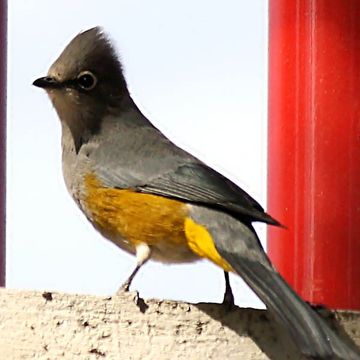 Grey Silky-flycatcher