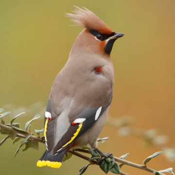 Bohemian Waxwing