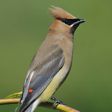 Bombycilla cedrorum