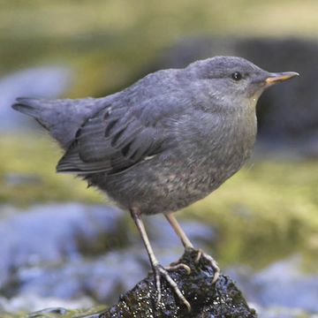 Grauwasseramsel