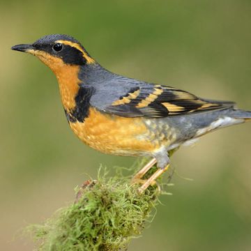 Varied Thrush