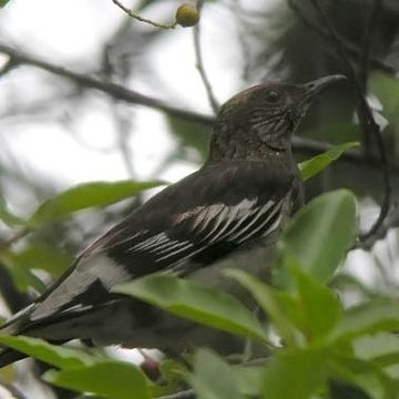 Aztec Thrush