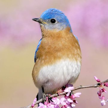 Eastern Bluebird