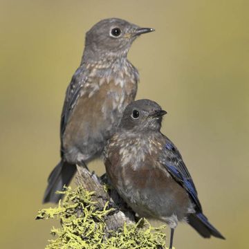 Sialia mexicana