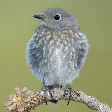 Mountain Bluebird