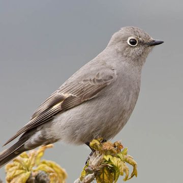 Townsend's Solitaire